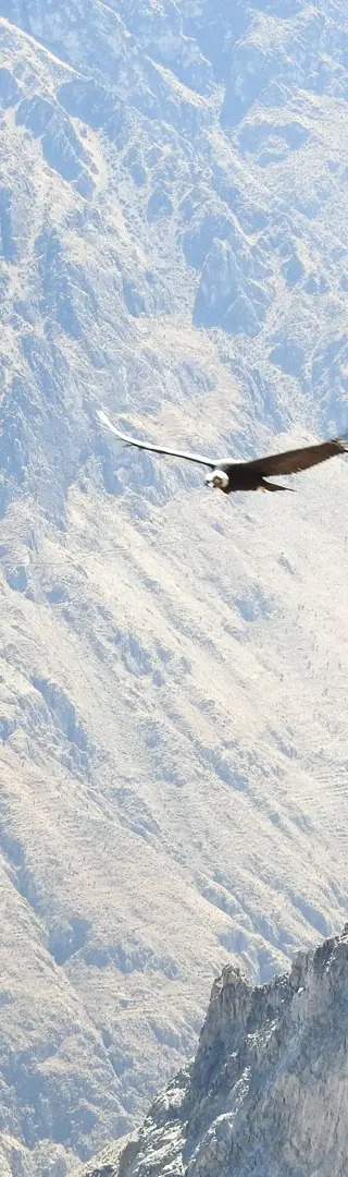 Wo der Andenkondor seine Kreise zieht